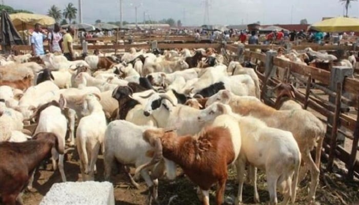 trois hommes déférés pour fraude aux dossiers des moutons de la Tabaski
