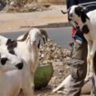 Tabaski 2026 au Sénégal : la commission fixe la date du 28 mai