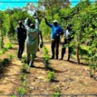À Oussouye, une ferme familiale dit générer jusqu’à 40 millions de FCFA par hectare