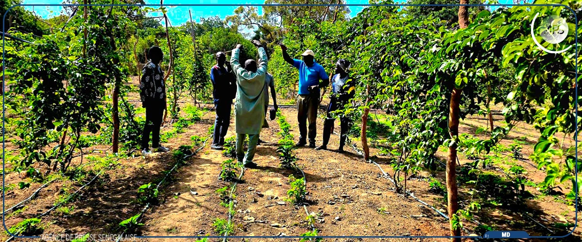 À Oussouye, une ferme familiale dit générer jusqu’à 40 millions de FCFA par hectare